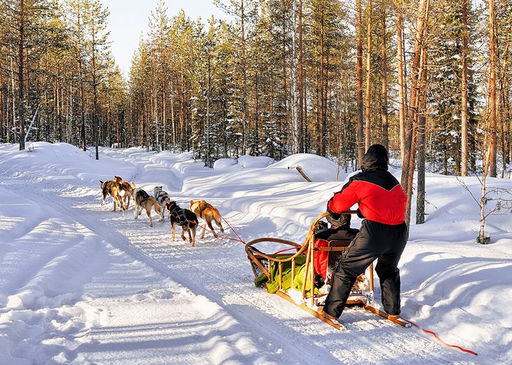C:\Users\Esy\Desktop\Finland\finland-attractions-rovaniemi-dog-sledding.jpg