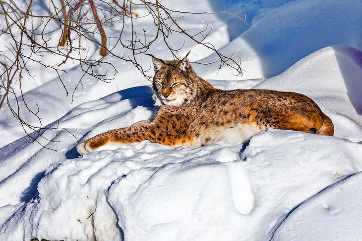 C:\Users\Esy\Desktop\Finland\finland-top-rated-attractions-places-to-visit-ranua-wildlife-park-lynx.jpg